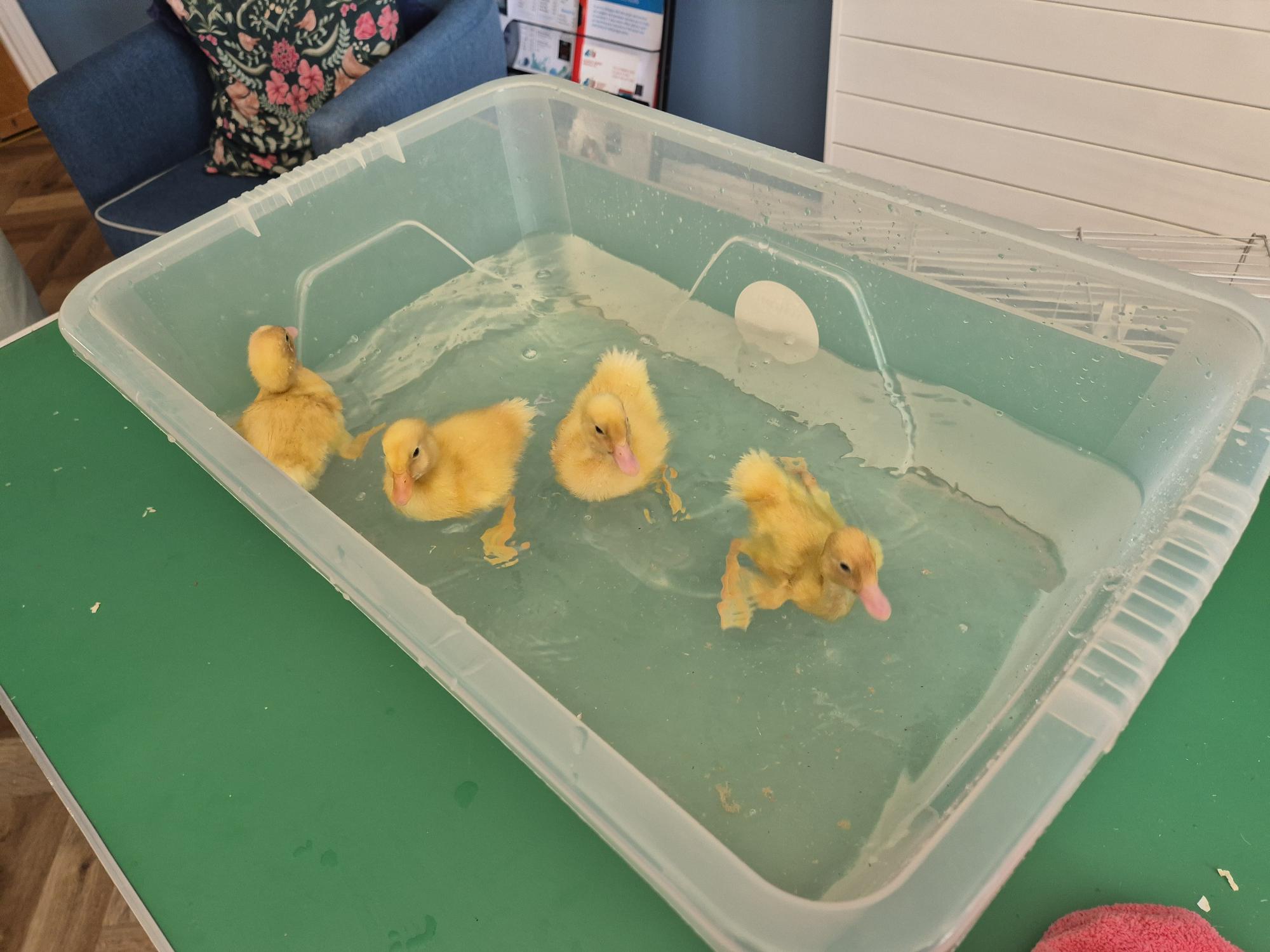 Easter ducklings take their very first swim!